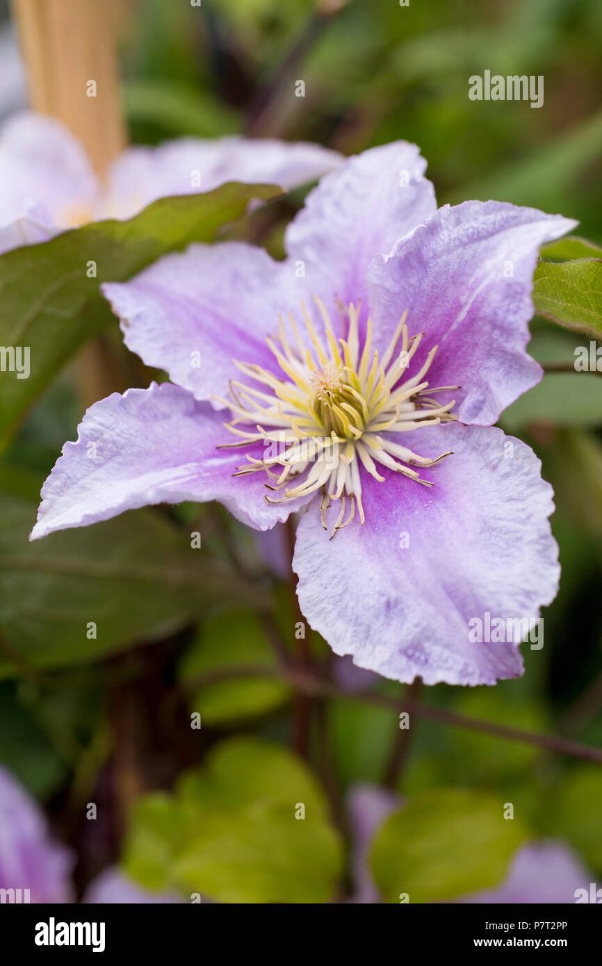 Clematis 'Nelly Moser' Stock Photo Alamy