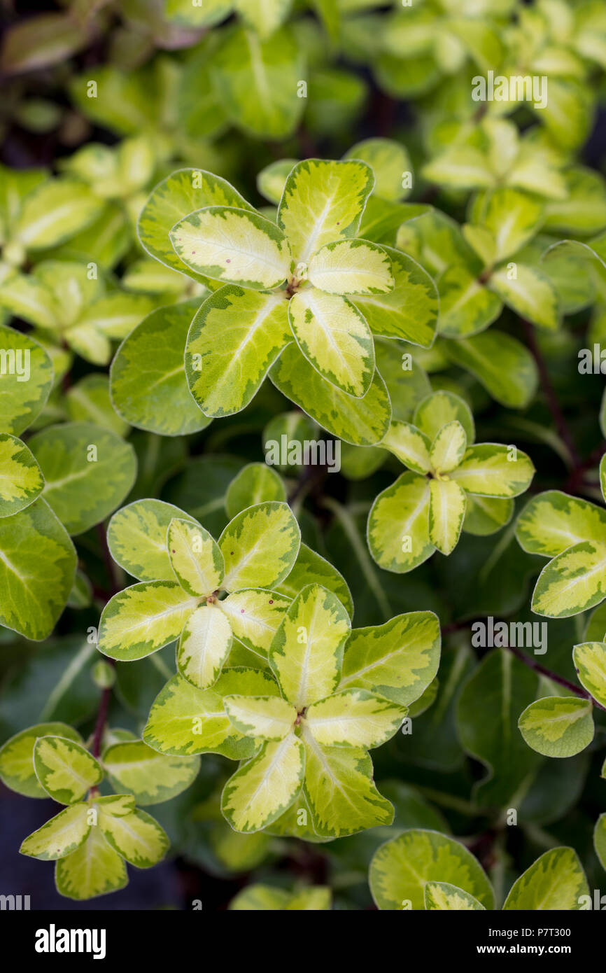 Pittosporum tenuifolium 'Gold Star' Stock Photo