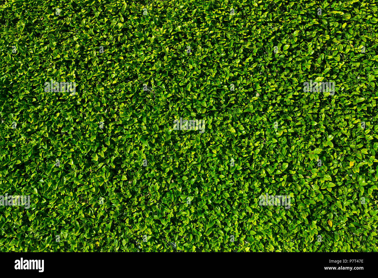 Natural green leaves wall background Stock Photo