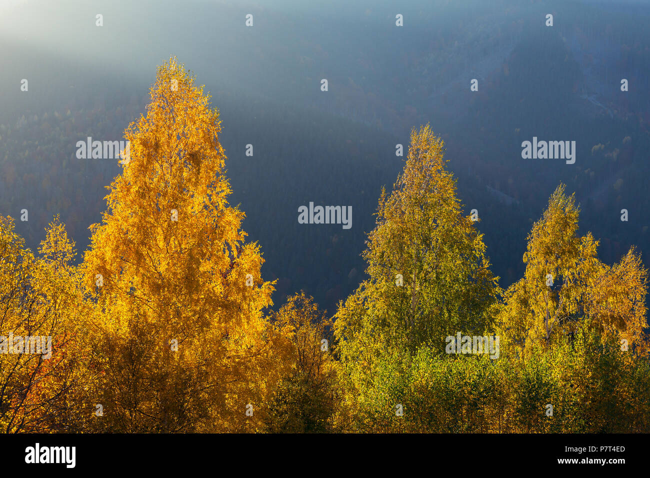 Beautiful colorful morning scene with autumn trees in Carpathian mountains, Ukraine. Red, yellow and green autumn leaves at sunrise light Stock Photo