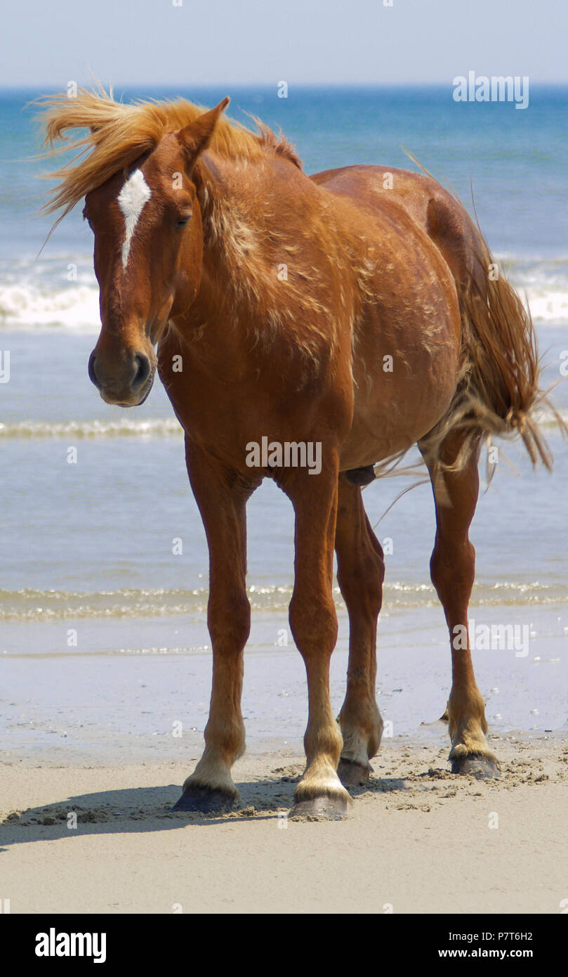 Obx Outer Banks Nc North Carolina Seashore Ocean Wild Horses