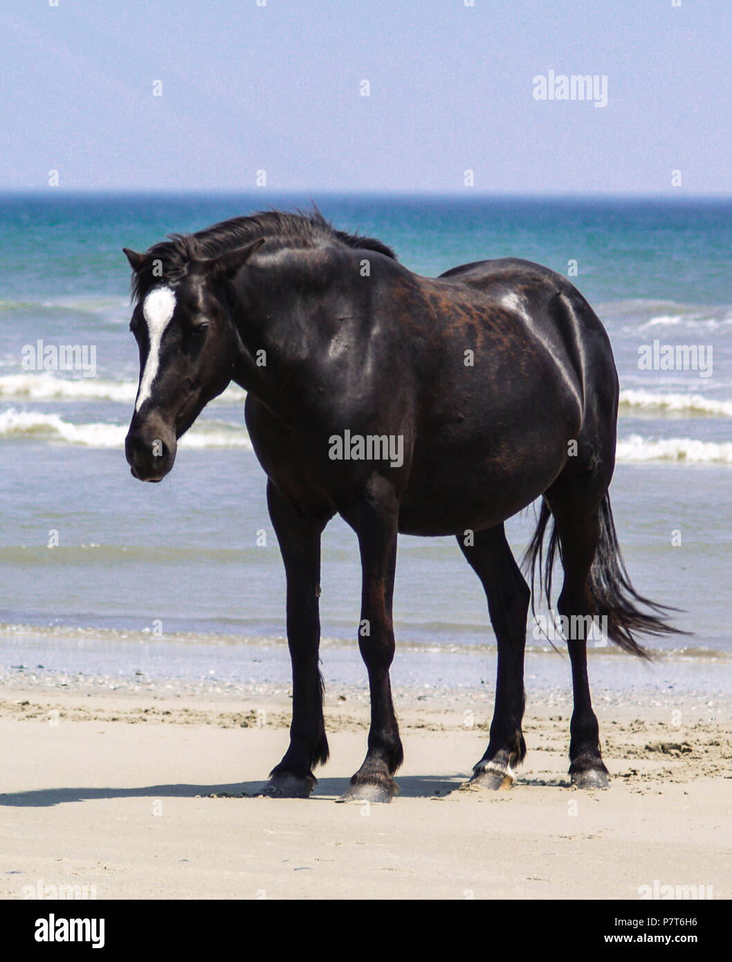 Obx Outer Banks Nc North Carolina Seashore Ocean Wild Horses