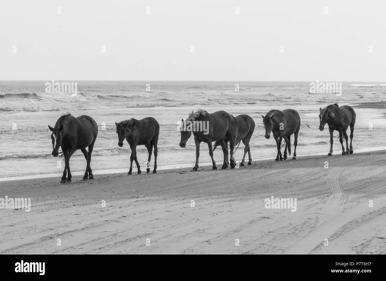 Obx Outer Banks Nc North Carolina Seashore Ocean Wild Horses