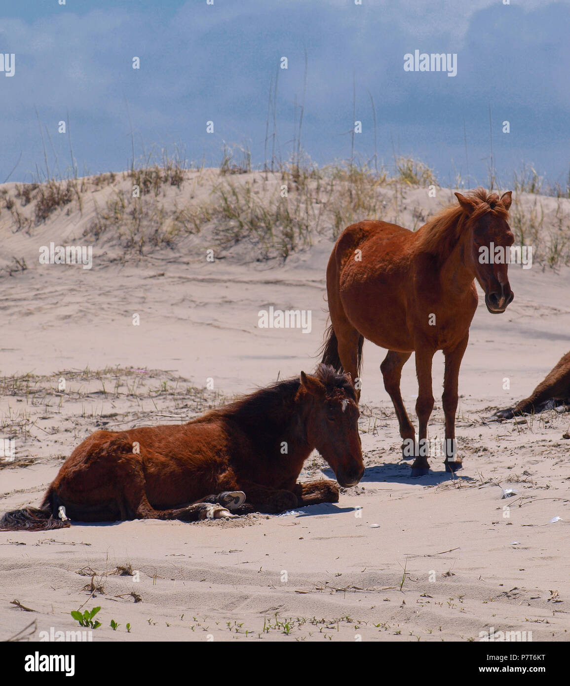 OBX Outer Banks NC North Carolina Seashore Ocean wild horses ponies ...