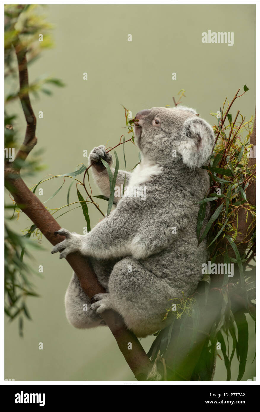 koala in a zoo Stock Photo Alamy