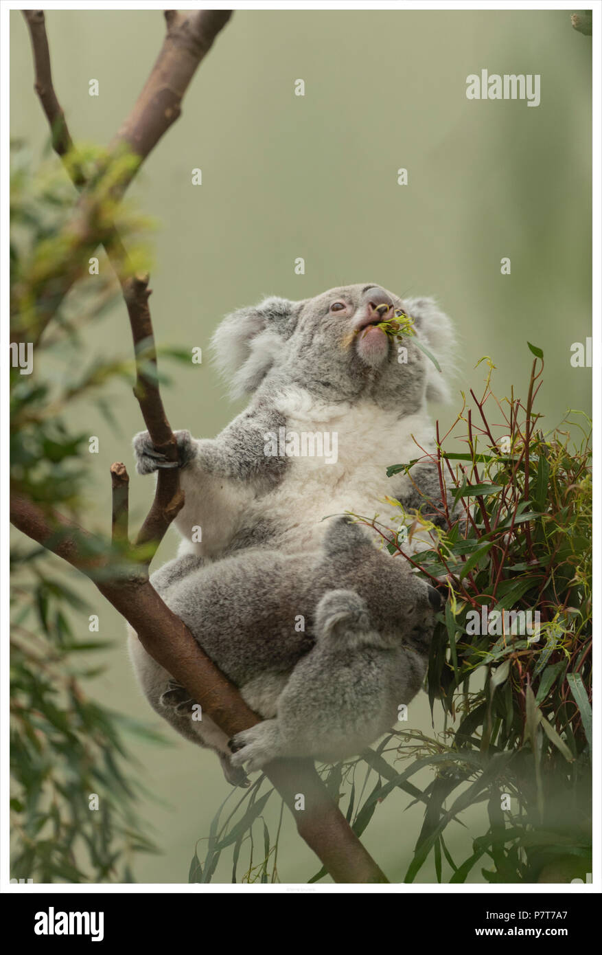 Alone baby koala hi-res stock photography and images - Alamy
