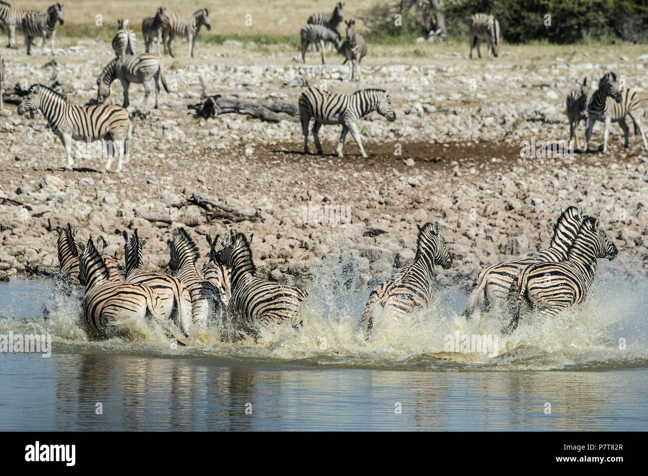 Burchell Zebra herd leaving Okaukuejo waterhole in panic stampede - Etosha, Namibia - Equus quagga burchellii Stock Photo