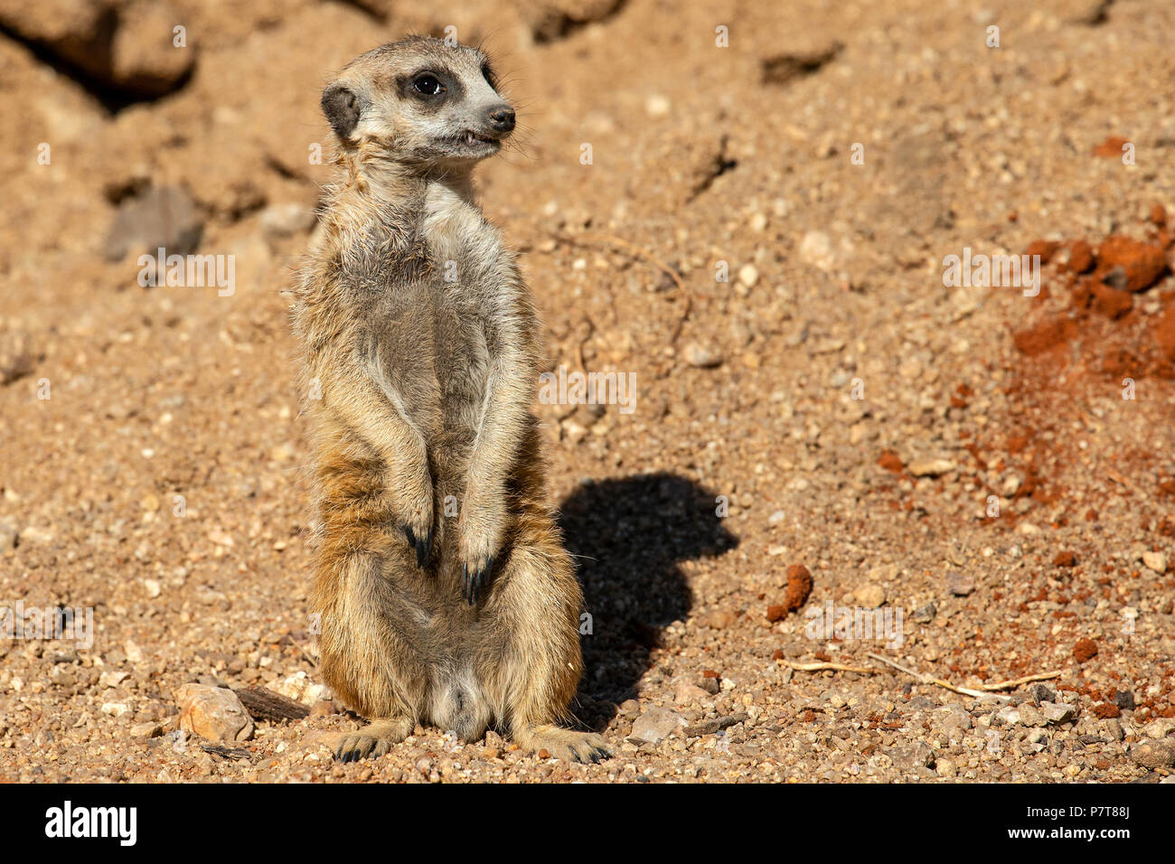 Meercat or Suricat - Suricata suricatta majoriae - sitting up in sandy desert, watching for predators. Stock Photo