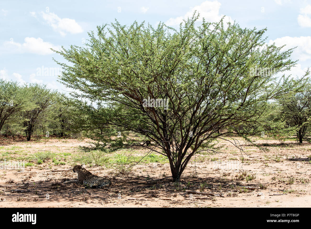 Cheetah Acinonyx jubatus lying in the dappled shade under a tree