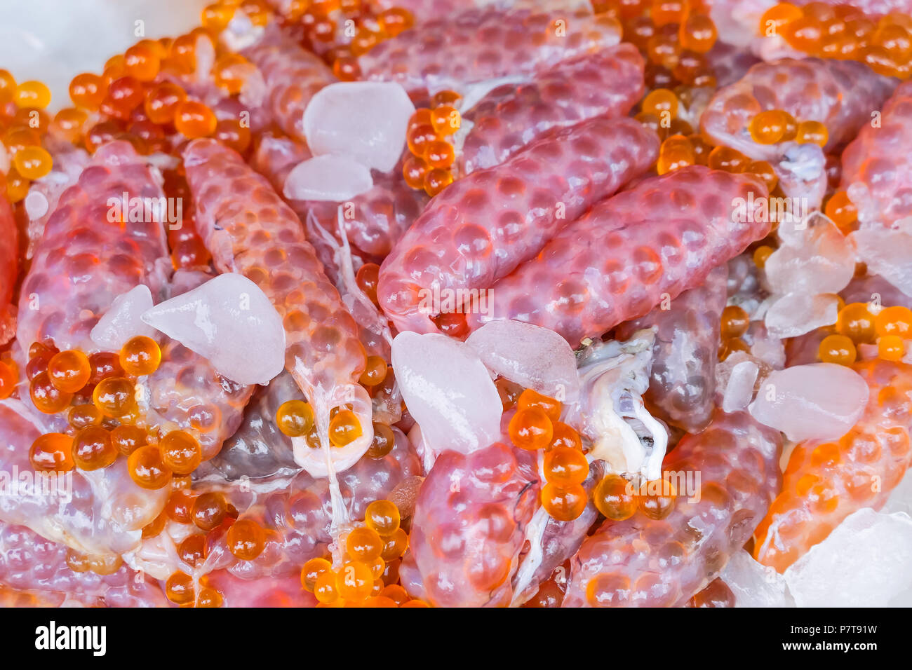 Giant sea salmon catfish eggs for food Stock Photo Alamy