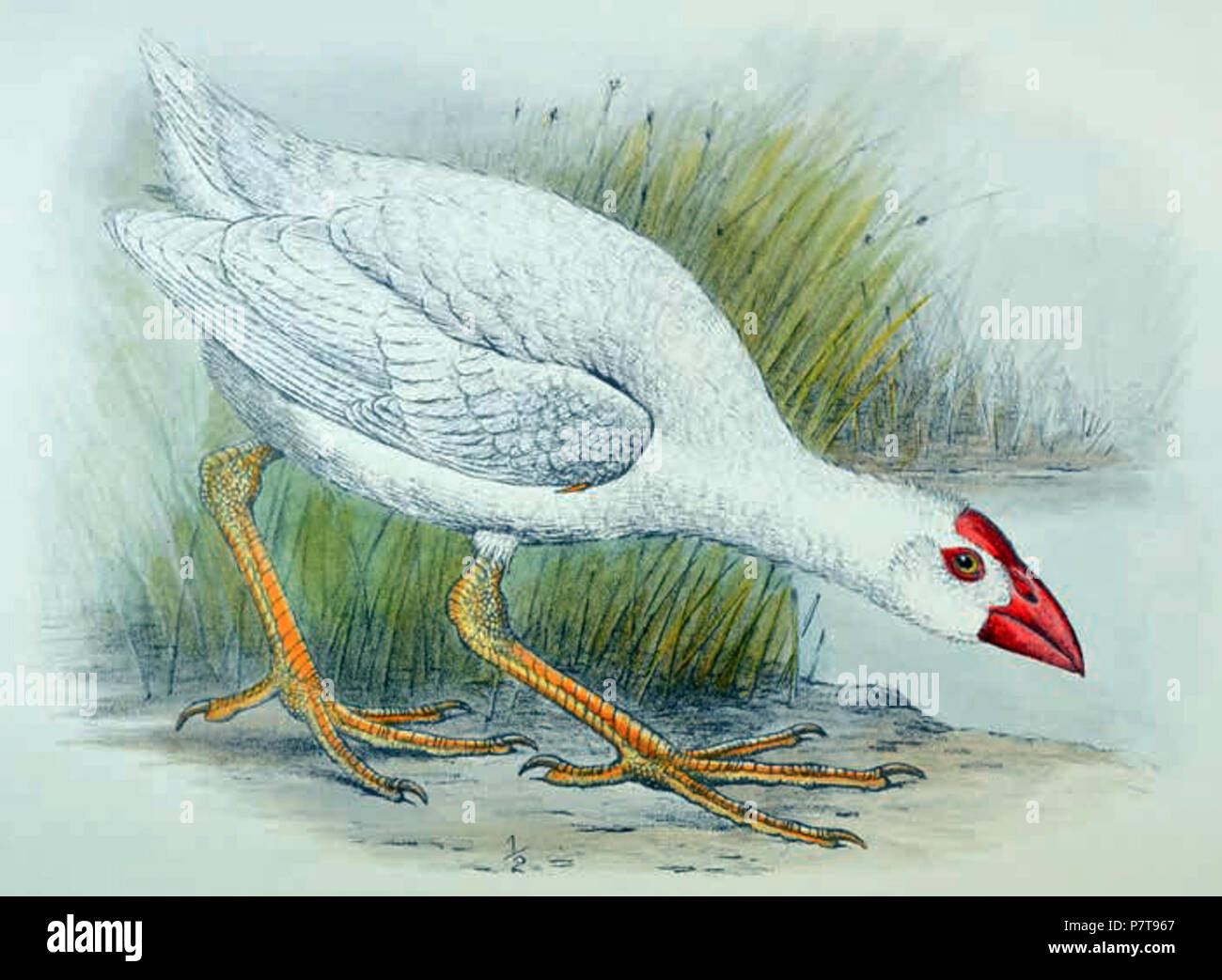 Porphyrio albus hires stock photography and images Alamy