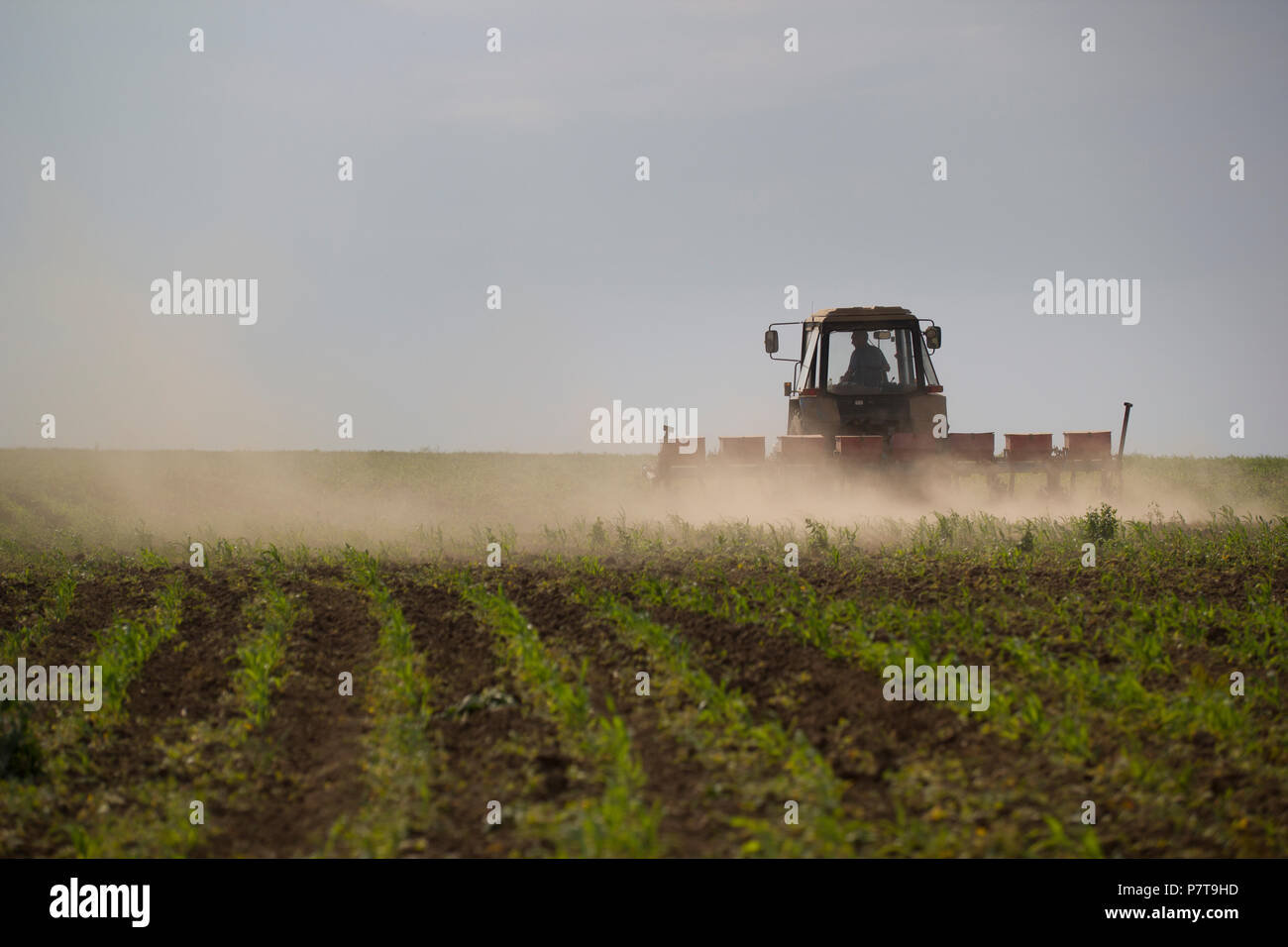 Tractor cultivating land on a field at summer day Stock Photo