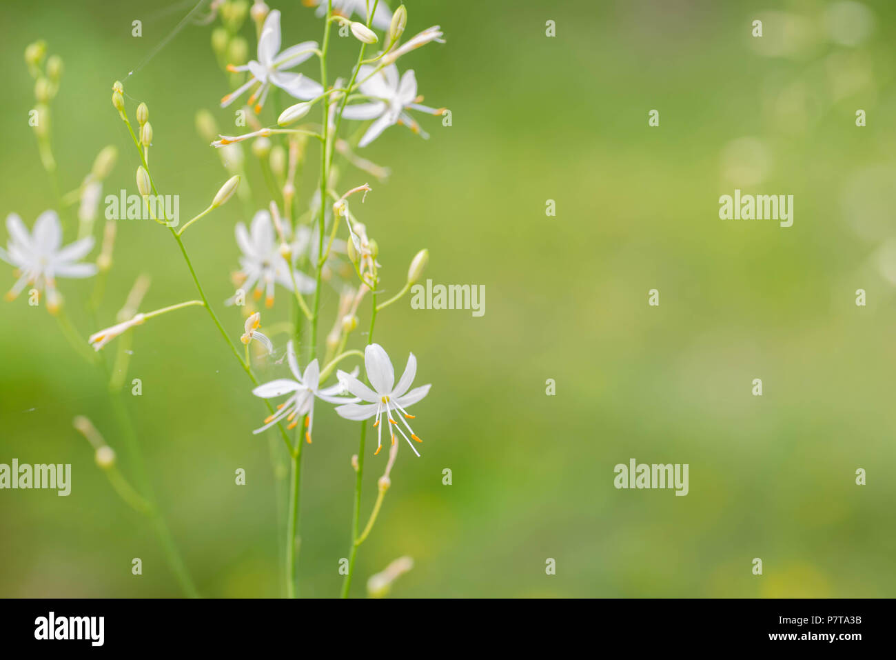 Small white wildflowers hi-res stock photography and images - Alamy