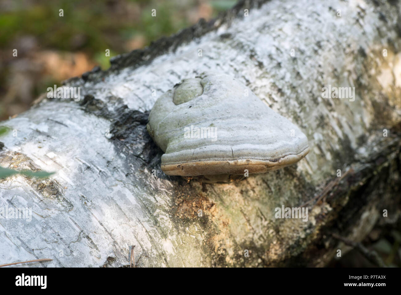 hub mushroom on birch tree trunk  macro Stock Photo
