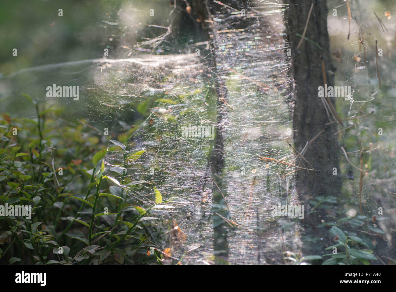 cobweb or spider in forest  web macro selective focus Stock Photo