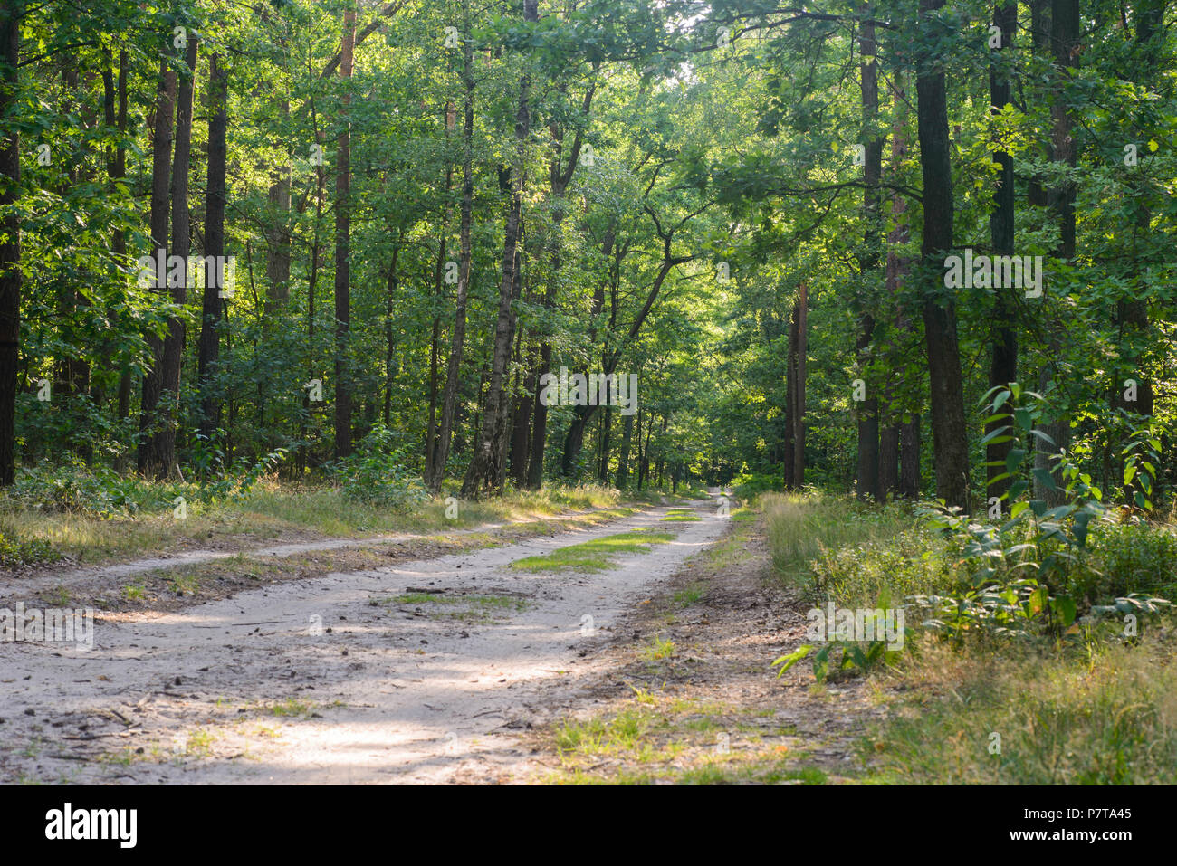 Empty footpath green lush forest hi-res stock photography and images ...