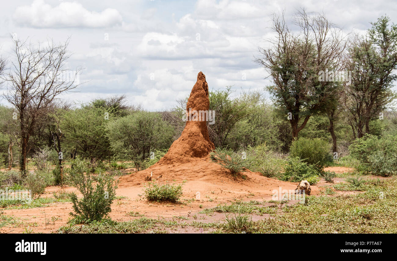 Termite mound in the bush near Outjo. Scenery Namibia Stock Photo