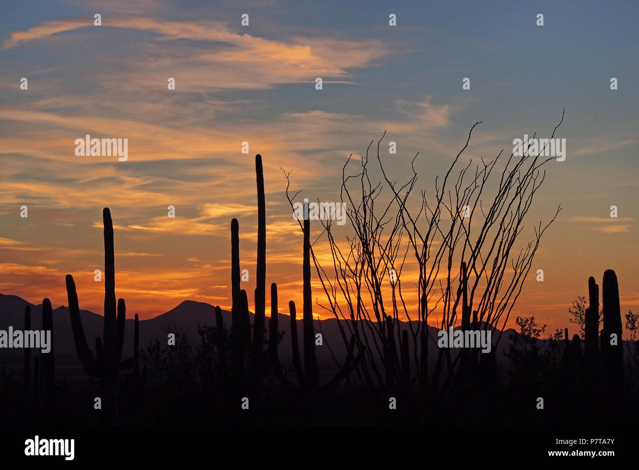 Saguaro Cactus (Carnegiea gigantea) silhouetted against the sunset in Saguaro National Park, Arizona, United States. Stock Photo