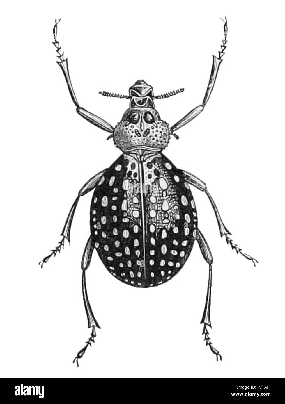 Brachycerus sacer . Published 1884 54 Brachycerus sacer Stock Photo