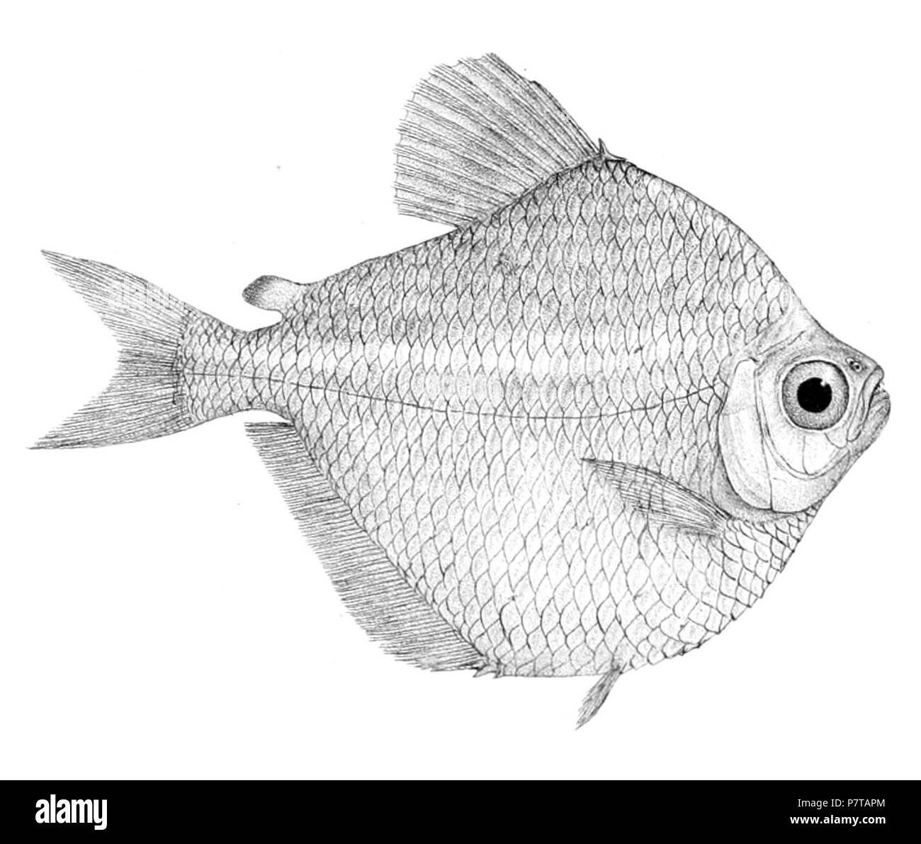 Brachychalcinus retrospina