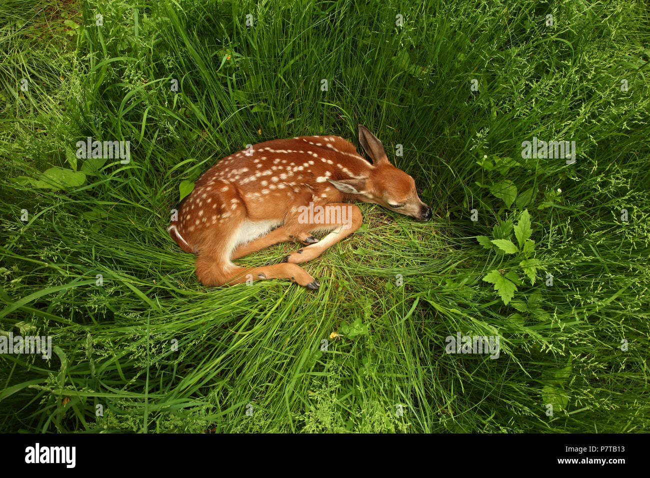 36 Best Photos Muntjac Deer Pet Ontario : My Weird Pet: A Muntjac, Almost the World's Smallest ...