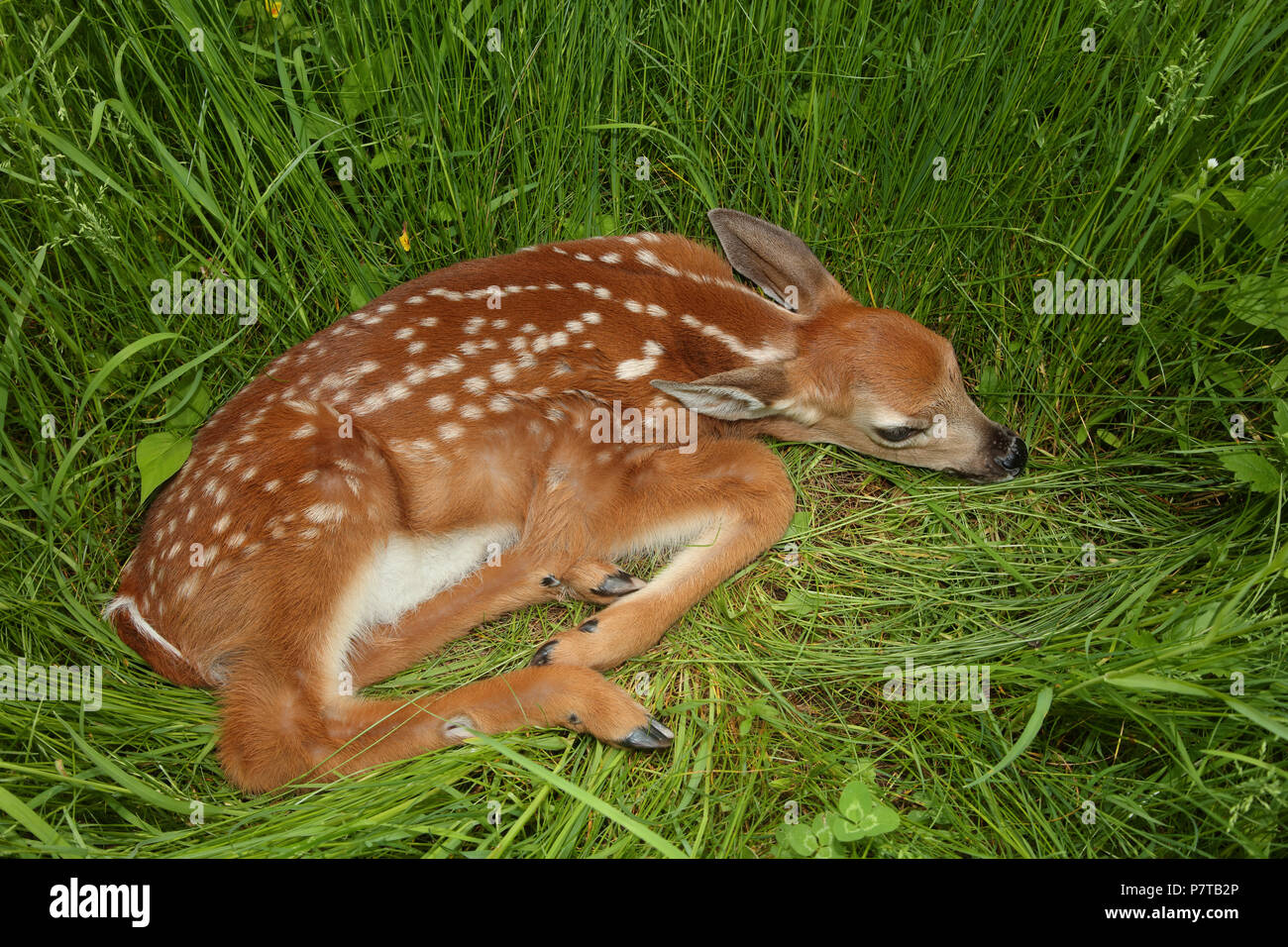 white-tailed deer (Odocoileus virginianus), New York, fawn Stock Photo
