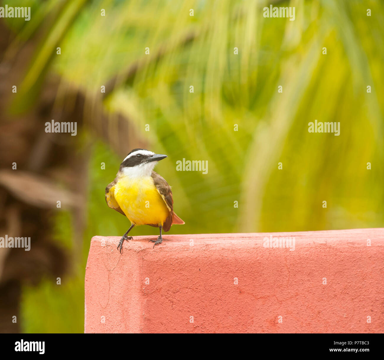 White-ringed flycatcher sits on a red wall in the tropical rain forest Stock Photo