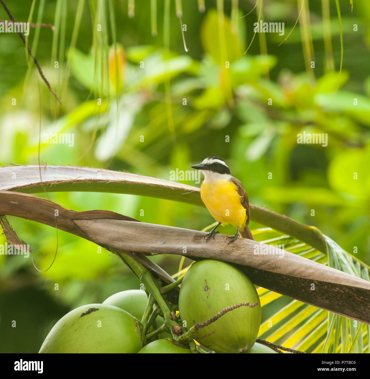 White-ringed flycatcher sits in a coconut palm tree in the tropical rain forest Stock Photo