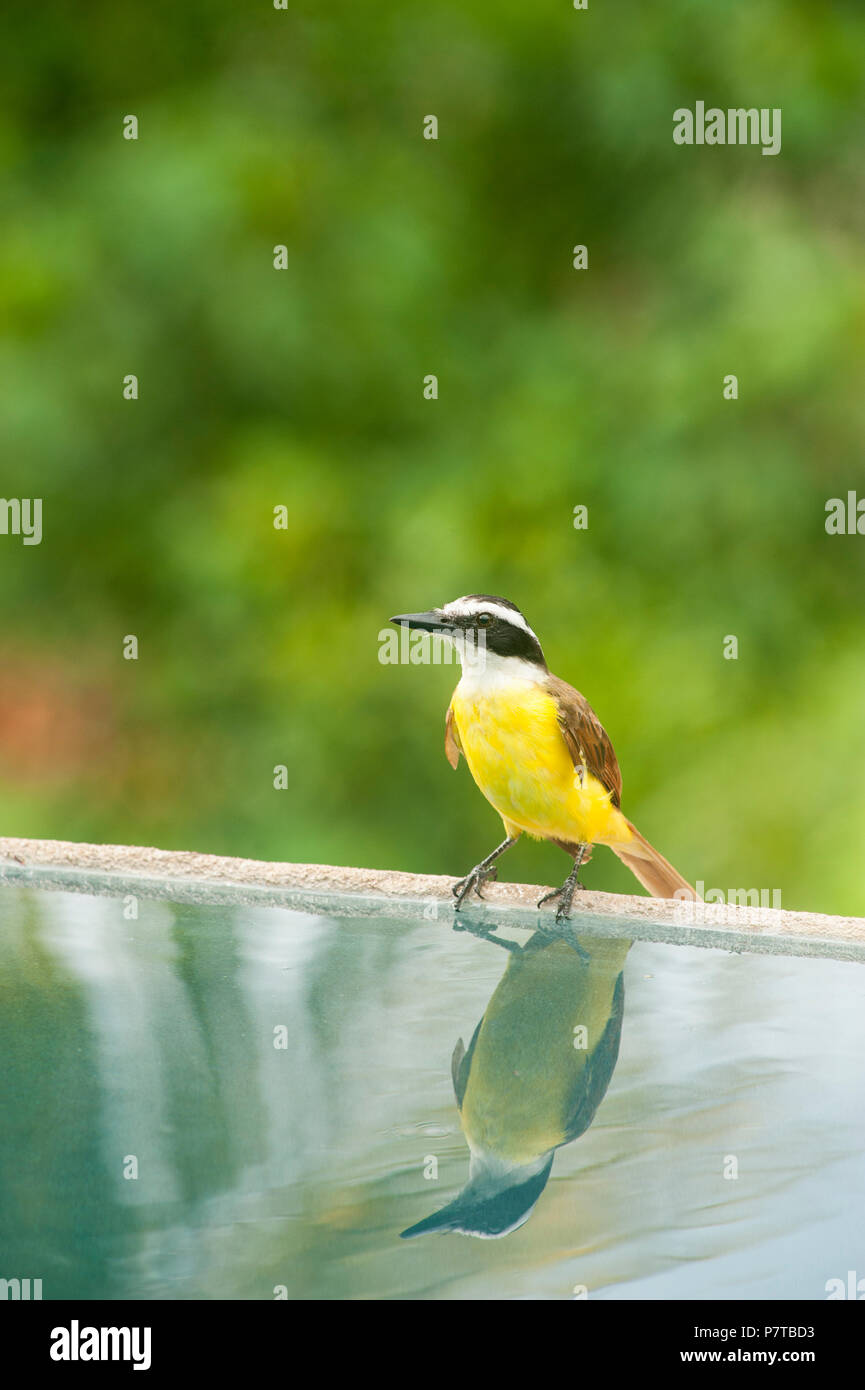 White-ringed flycatcher sits at the side of a pool in the tropical rain forest Stock Photo
