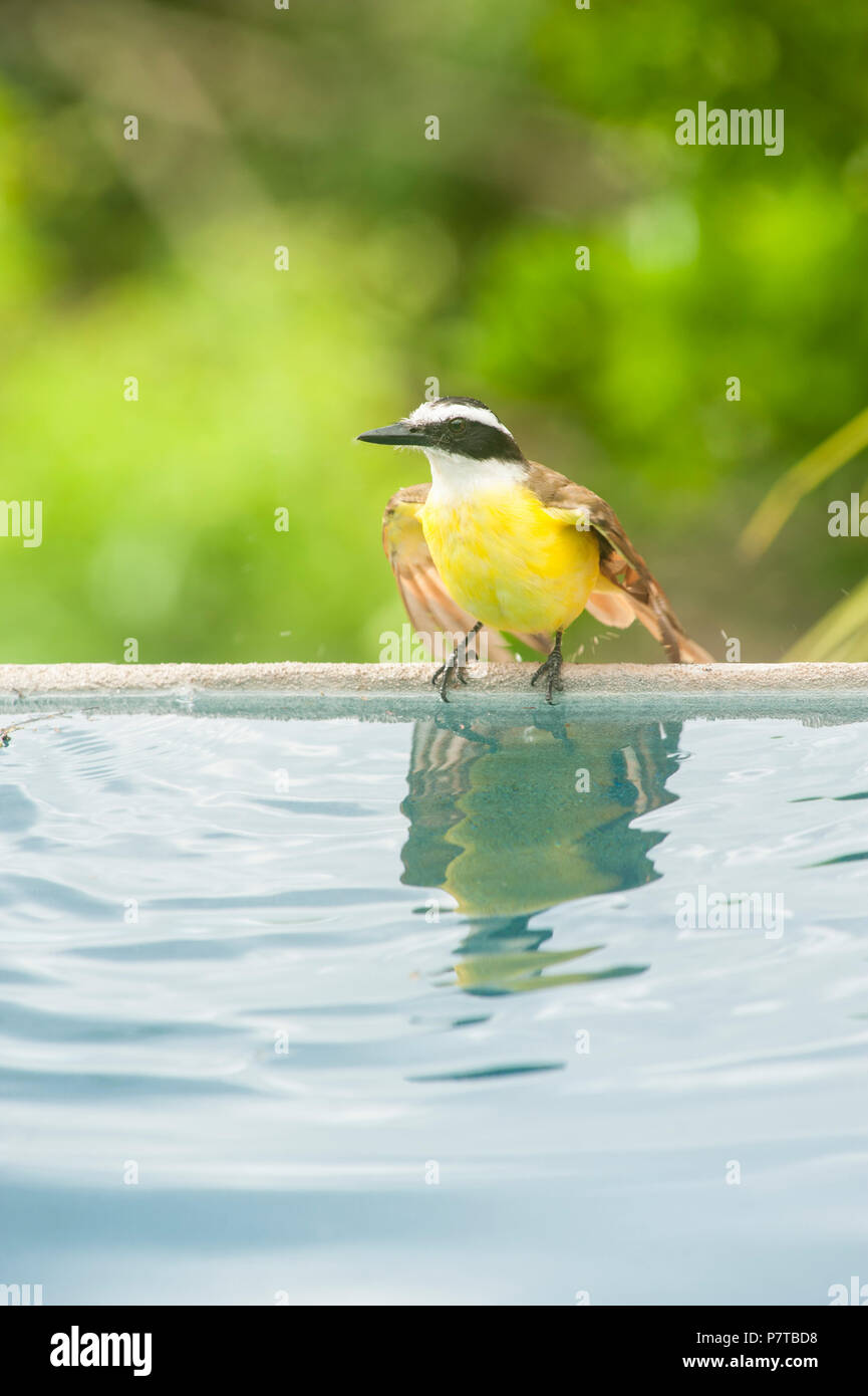 White-ringed flycatcher bathing at the side of a pool Stock Photo