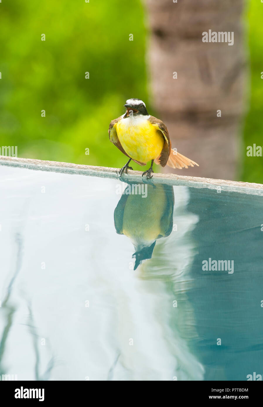 White-ringed flycatcher singing at the side of a pool while bathing Stock Photo