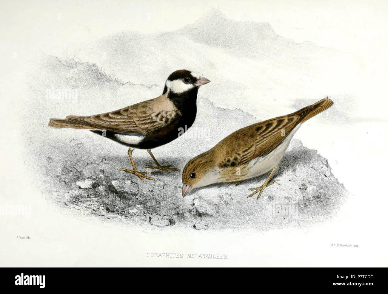 Coraphites melanauchen = Eremopterix nigriceps . 1871 97 Coraphites