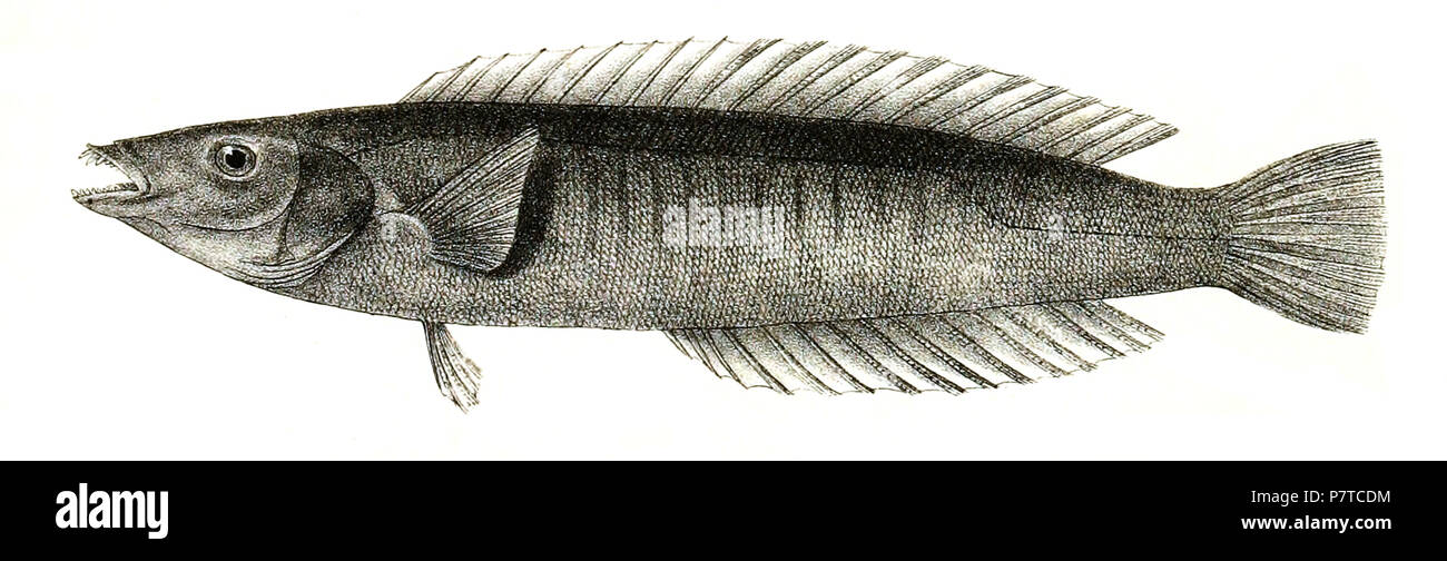The species names / identity need verification. The original plates showed the fishes facing right and have been flipped here. Coris aygula . 1878 97 Coris aygula Mintern 88 Stock Photo