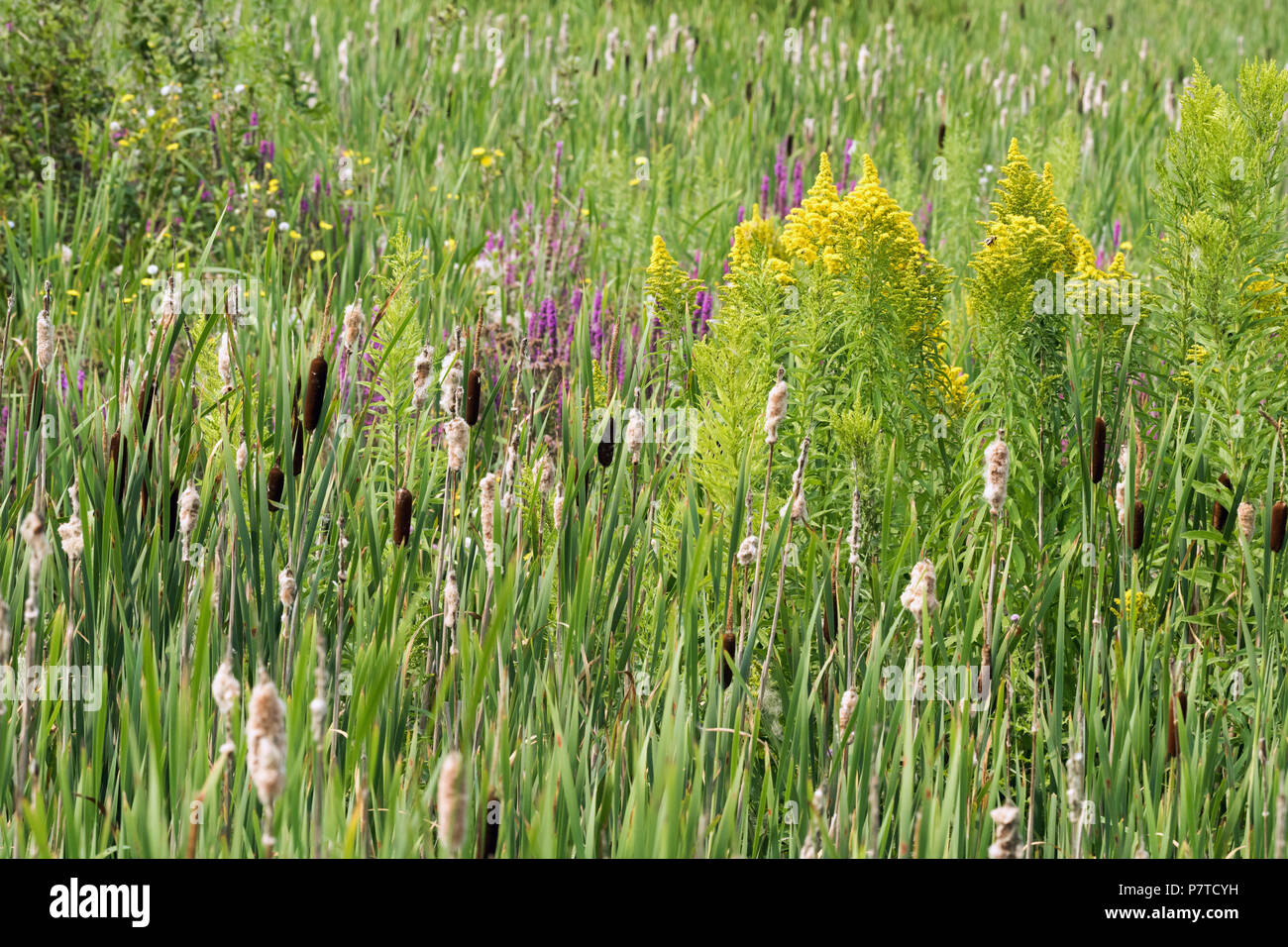 Bullrushes and goldenrod, marine marshland, Reifel Bird Sanctuary, Westham Island, British Columbia Stock Photo