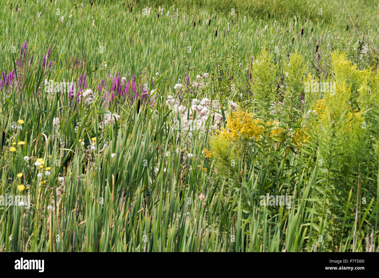 Marshland wildflowers, Reifel Bird Sanctuary, Westham Island, British Columbia Stock Photo