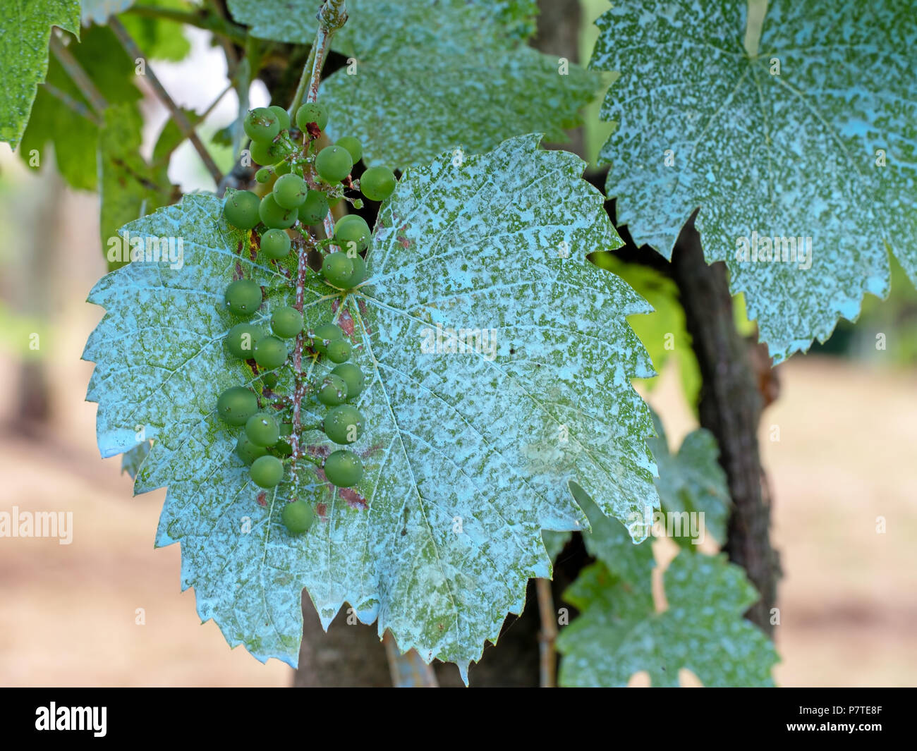 Grapes on vine in vineyard treated with Bordeaux mixture, copper