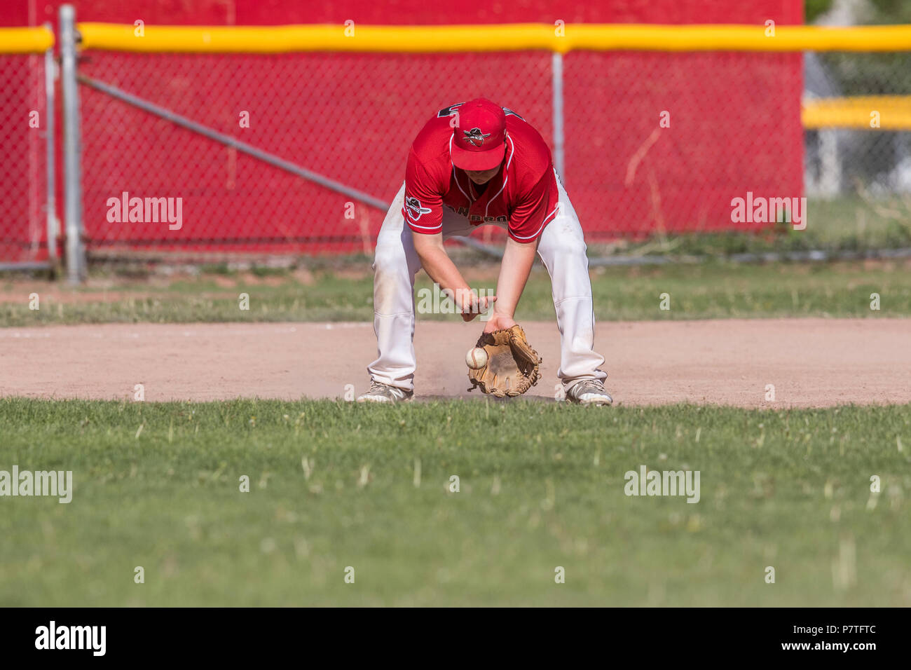 Infielder catching ground ball, boys afternoon junior baseball game. Cranbrook, BC. Stock Photo