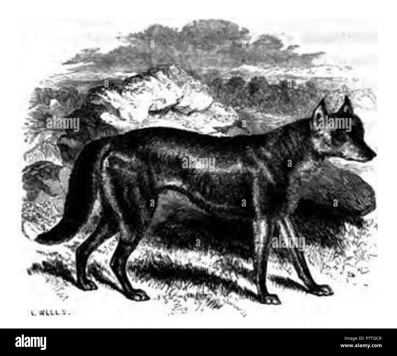 English: 'The Wolf. From a specimen in the Zoological Gardens.' . 1859 1 003. The Wolf Stock Photo