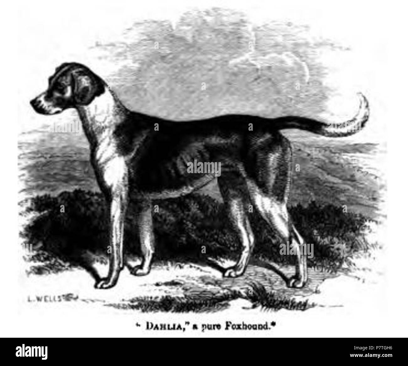 Foxhound Black and White Stock Photos & Images - Alamy