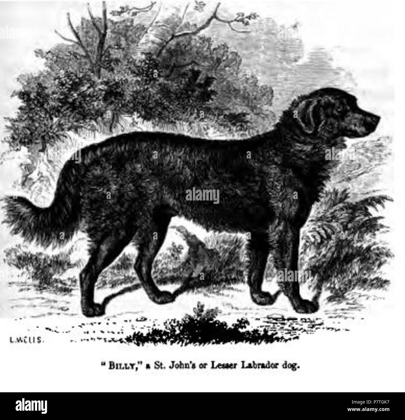 St. John's or Lesser Labrador dog . 1859 2 126. St. John's or Lesser  Labrador dog Stock Photo - Alamy