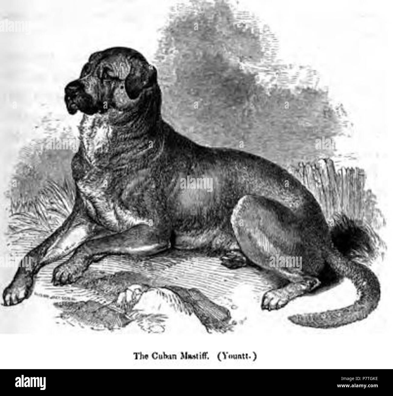 Cuban Mastiff (aka Dogo Cubano) . 1859 2 136. Cuban Mastiff Stock Photo -  Alamy, image size:1300x1312
