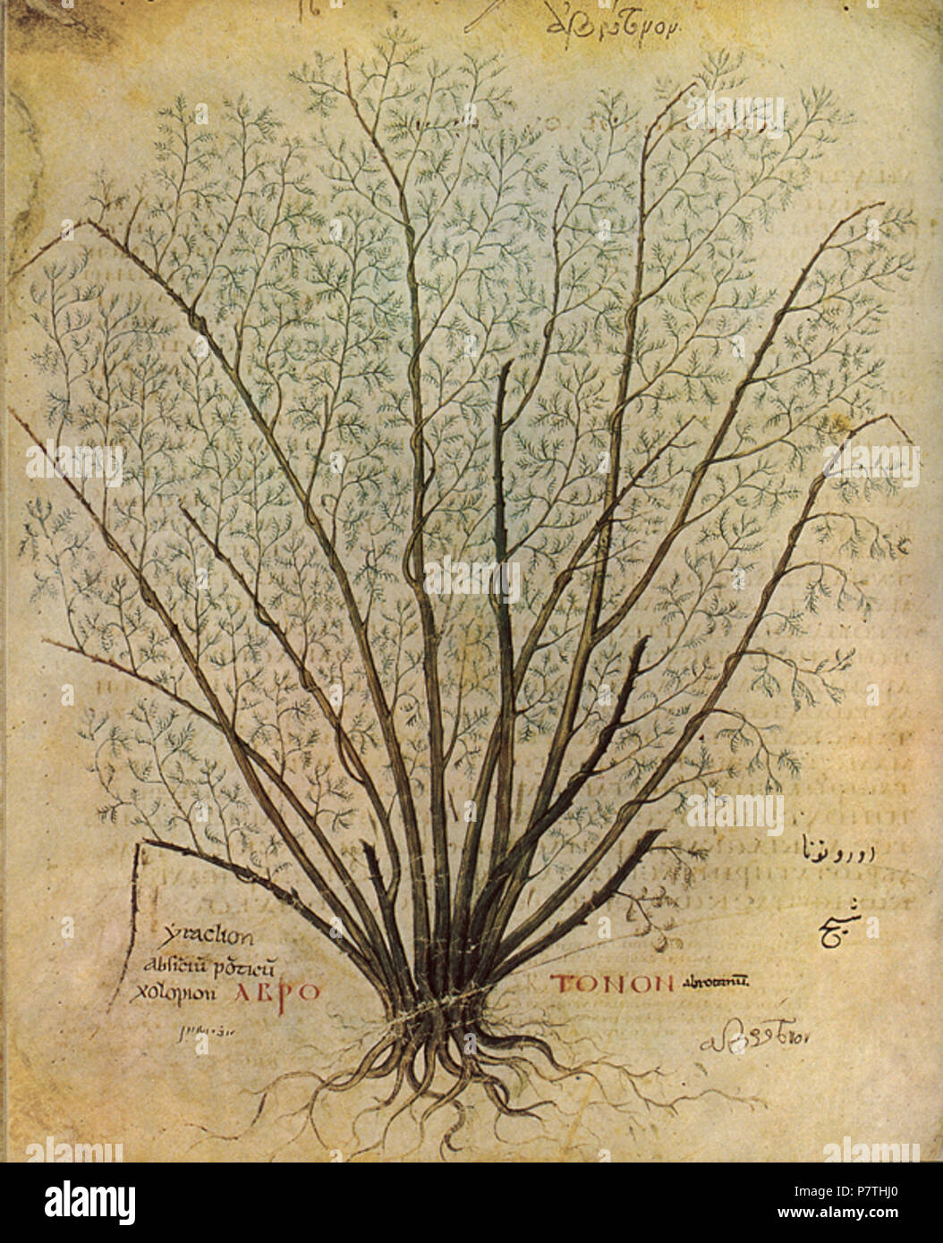 De materia medica of dioscorides hi-res stock photography and images ...