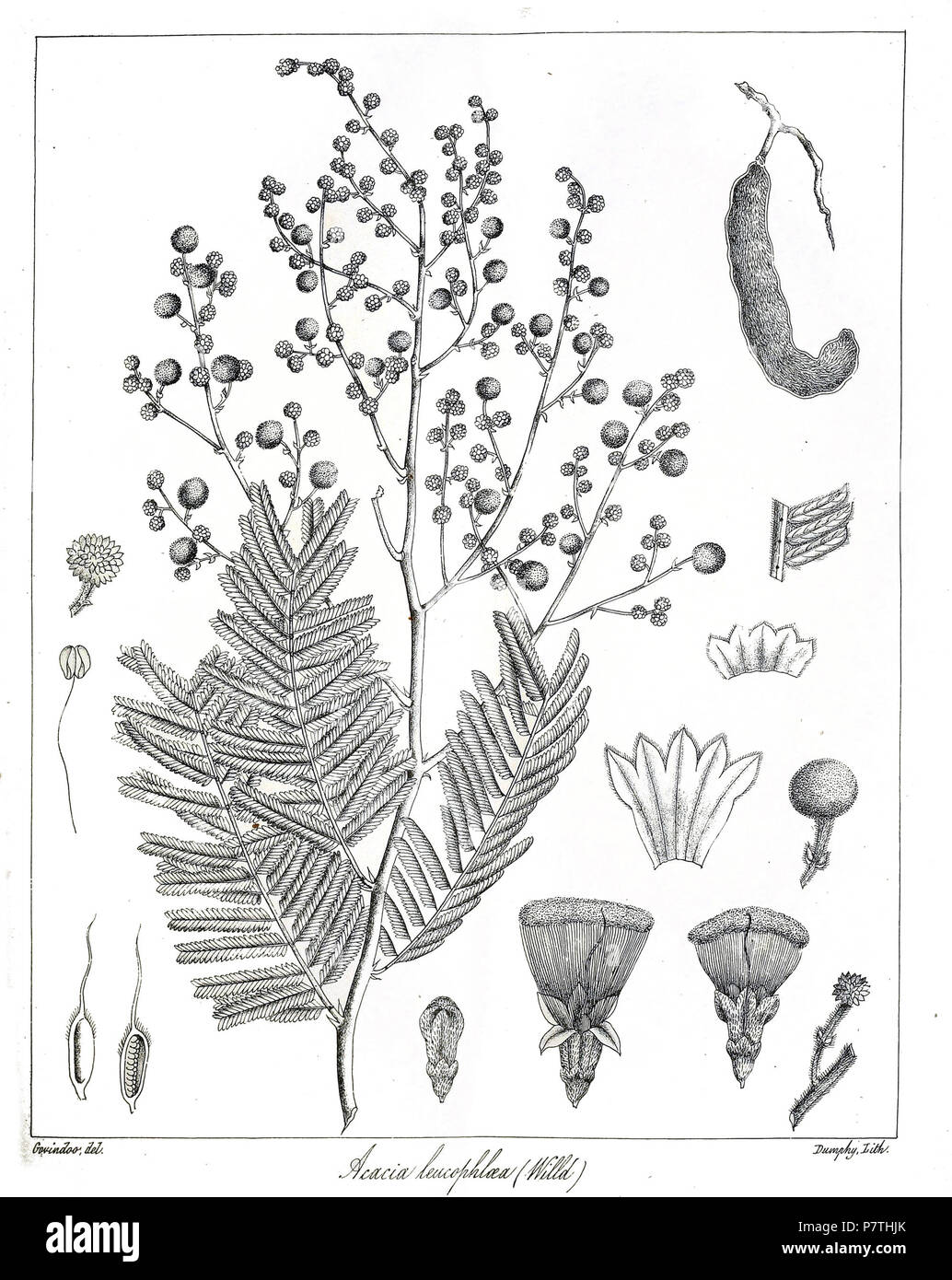 Acacia leucophloea . 1873 12 Acacia leucophloea Govindoo Stock Photo