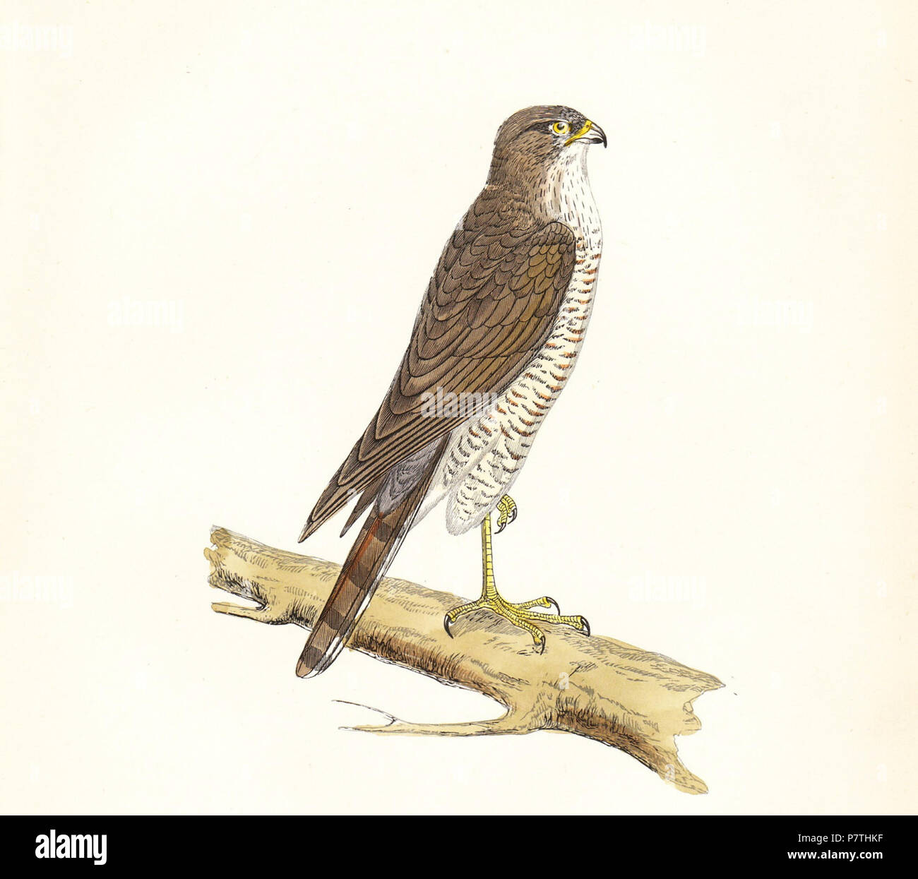 English: This is a hand coloured print of a Eurasian Sparrowhawk (Accipiter nisus) from Francis Orpen Morris' A History of British Birds, published in 1895. 1895 12 Accipiter nisus - drawing - F O Morris-1895 Stock Photo