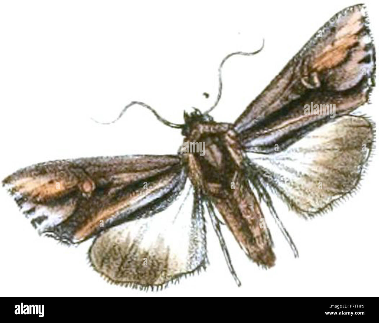 Auchmis sikkimensis = Actinotia intermediata (Bremer, 1861) English: A noctuid moth from Darjeeling . 1867 (published 1868) 13 Actinotia intermediata Stock Photo