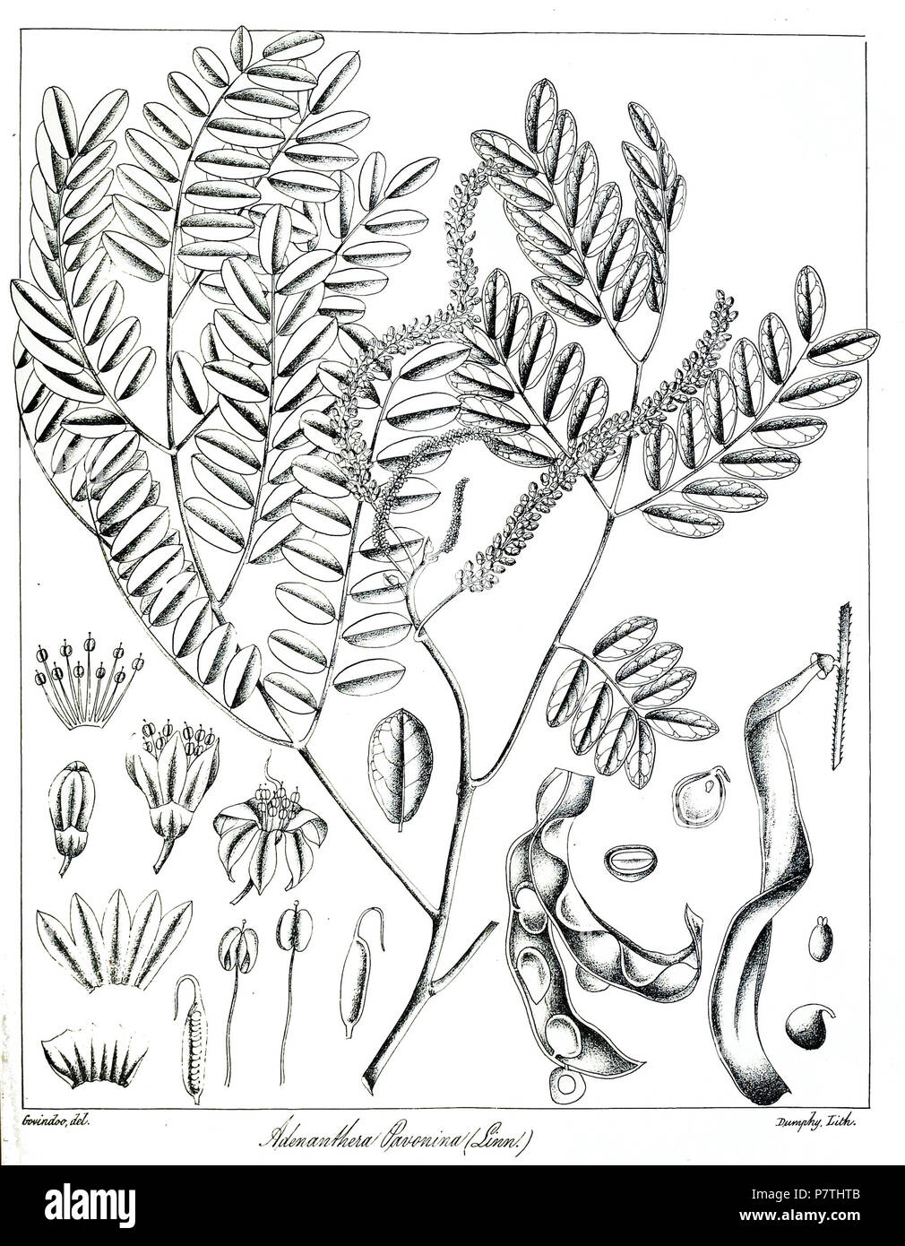 Adenanthera pavonina . 1873 13 Adenanthera pavonina Govindoo Stock Photo