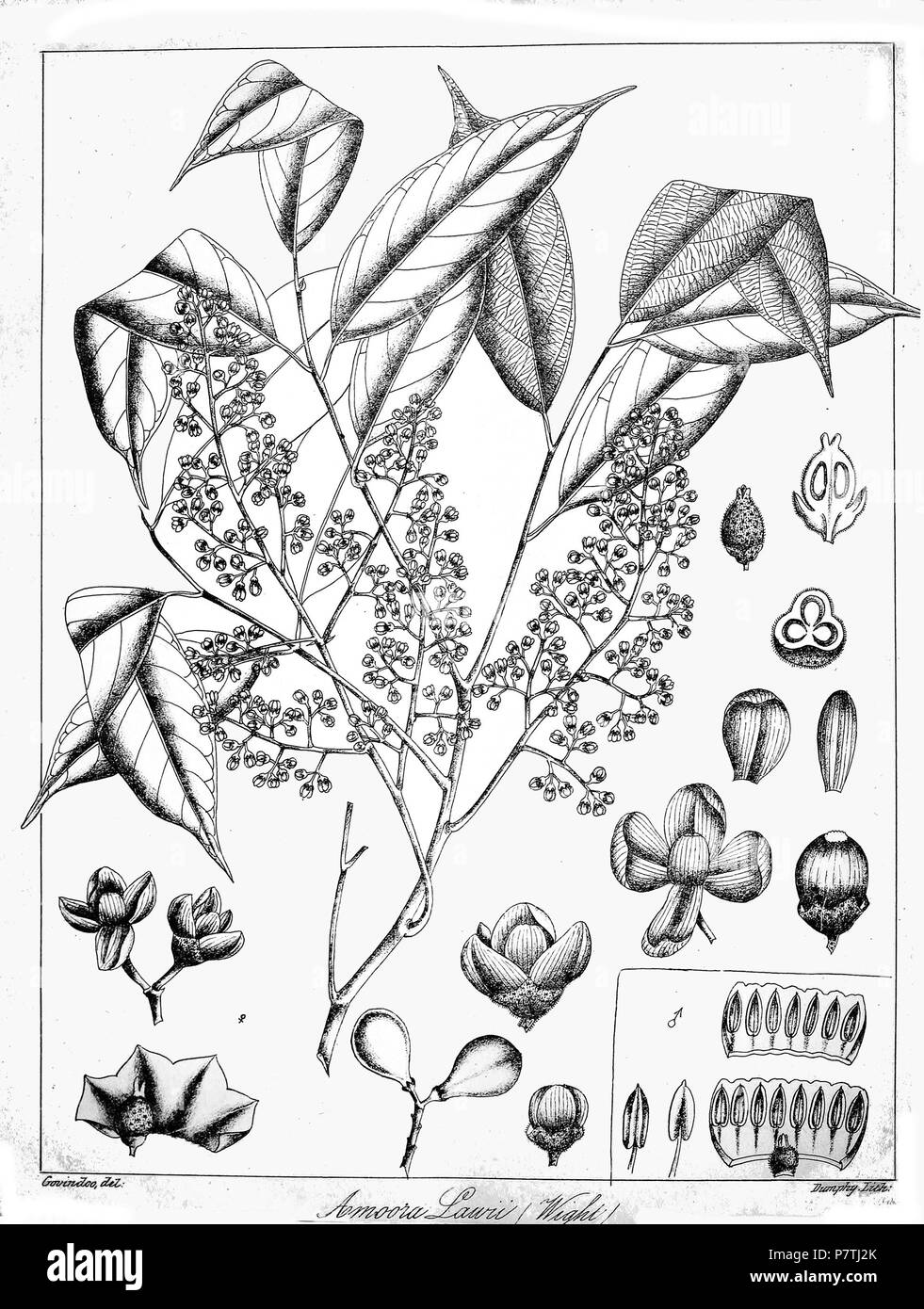 Aglaia lawii ('Amoora lawii (Wight)') . 1873 14 Aglaia lawii Govindoo Stock Photo