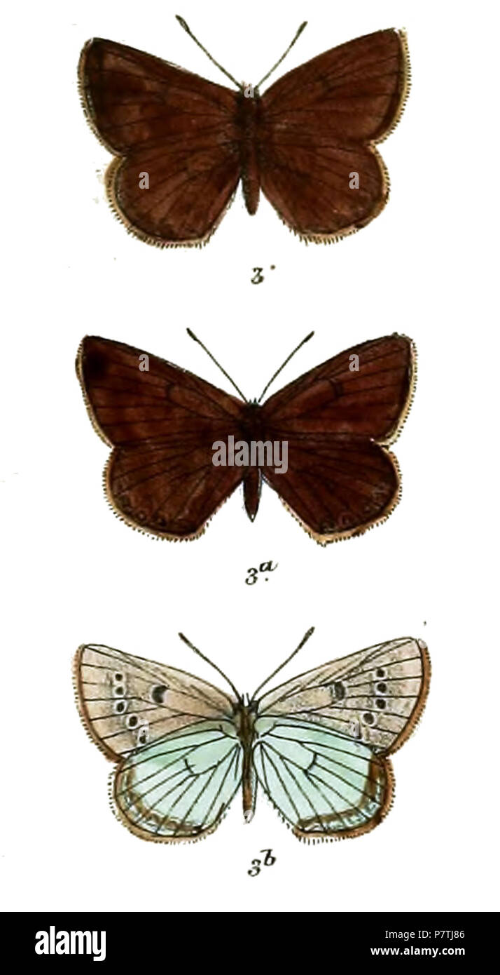 Albulina younghusbandi (male, female, male underside) . between 1910 and 1911 16 Albulina younghusbandi 640 3 Stock Photo