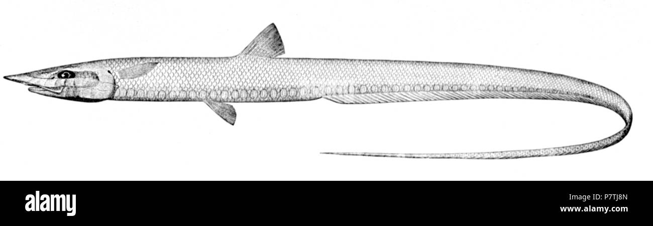 English: Aldrovandia gracilis. A specimen was collected by the steamer “Blake” at Station LXX, off Guadalupe, at depth of 769 fathoms (ca. 1.4 km). 1896 17 Aldrovandia gracilis Stock Photo