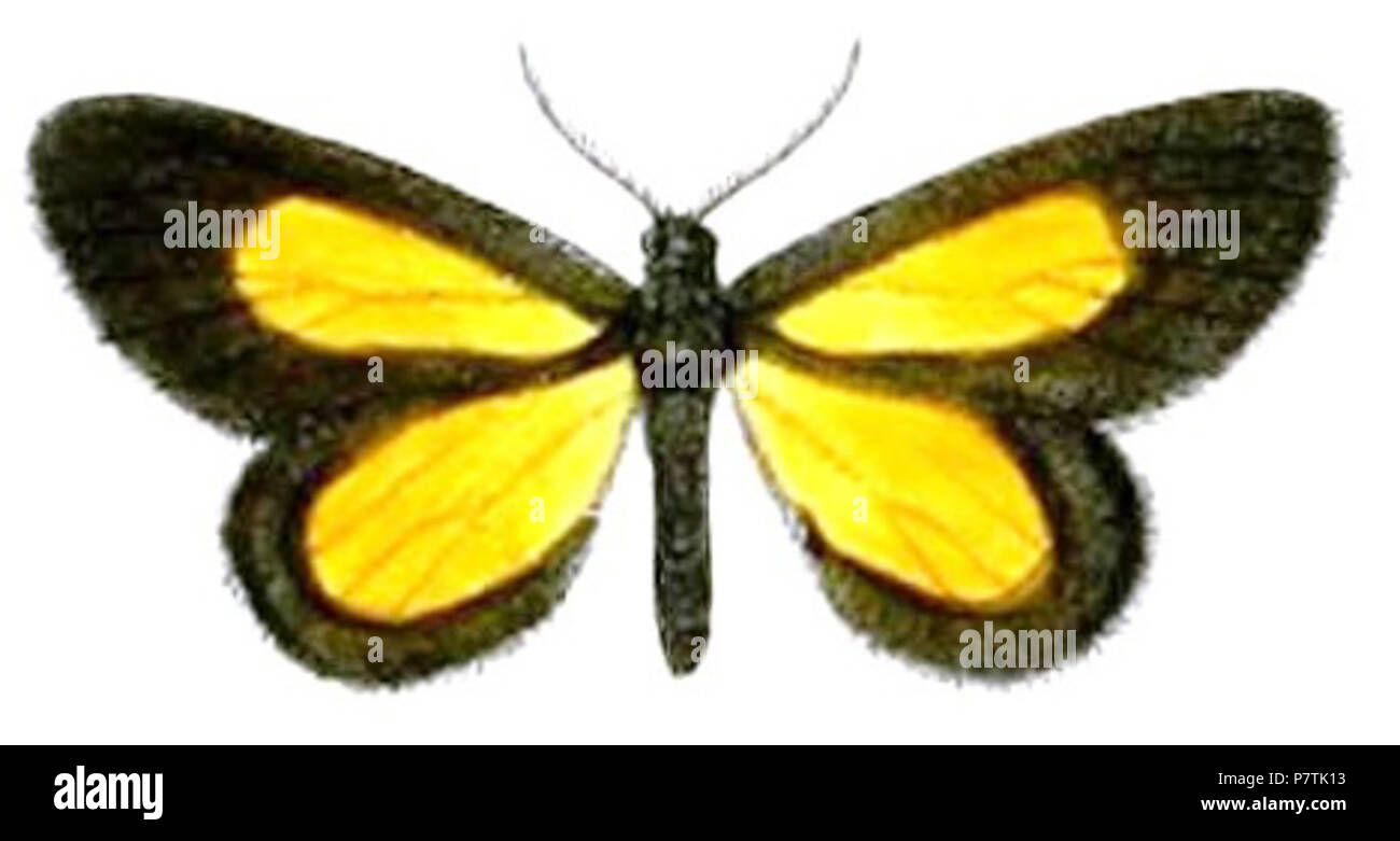 Flavinia lemonia = Atyria lemonia (Druce, 1890) English: 'New Lepidoptera Heterocera' . 1890 (published 1891) 28 Atyria lemonia Stock Photo